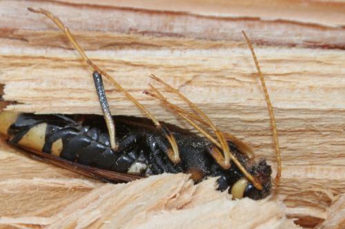 Réf. 259 535 : Urocerus augur